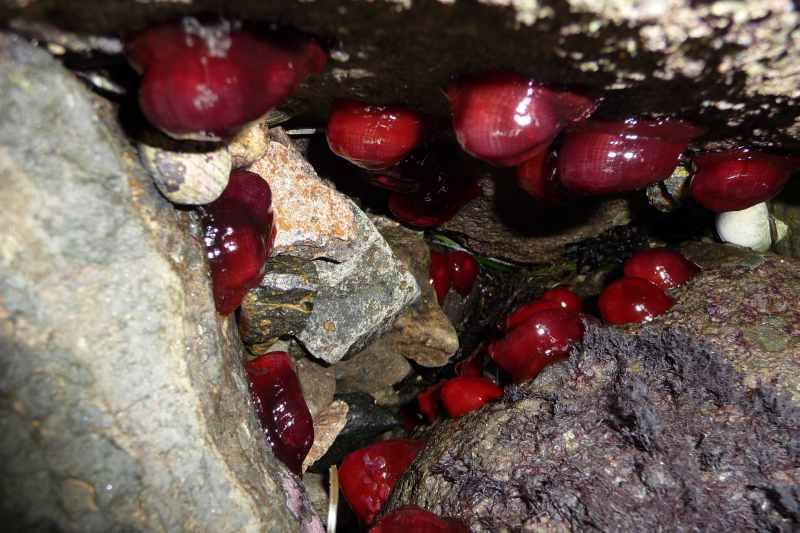 Nieuw-Zeeland 2011 - 1970